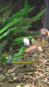 34K views · 292 reactions | Plan Your Tank Setup to Make Fish POP #aquariumcoop #aquariumadvice #plantedtank | Aquarium Co-Op | Facebook