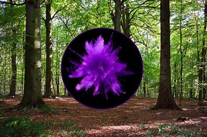 The Purple Paint Law in New York and What it Means If You See it On Trees