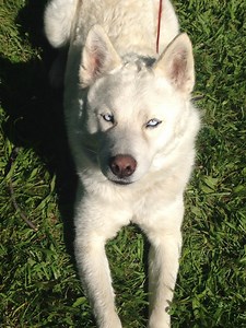 How to Raise a Husky