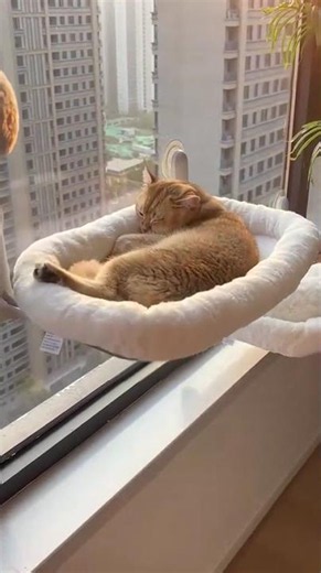 Ultimate Cat Window Perch Setup Your Cats Will Love This #catlife #petcare #catsofyoutube