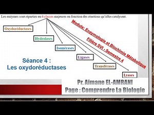 Séance 4/vidéo 1 : Classification des enzymes : Les oxydoréductases.
