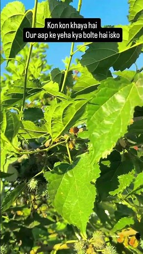 Why Cutting Trees is Destroying Our Earth | Save Greenery