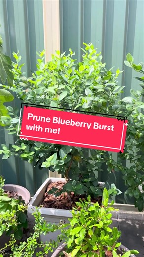 Pruning a Blueberry Burst Plant for Optimal Growth