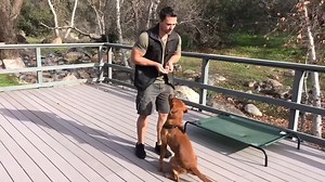 Professional dog training begins with knowing the right language