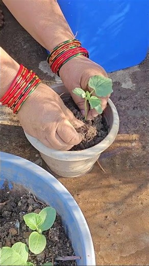 The Best Potting Mix for Happy Cucumber Seedlings