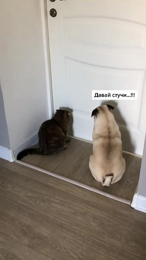 #neomojo #мопсмоджо #pugmojo #pug_mojo #мопс_моджо #мопс_м