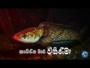 ලංකාවට ආවේණික මාළු වර්ග විකිණීම | Endemic Fish Trade in Sri Lanka