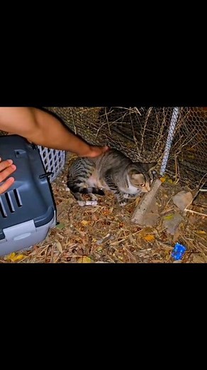 46K views · 719 reactions | Try to save abandoned mother cat and her newborn kittens! #viral #reels #cats | Cute Kittens | Facebook