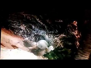 Classic Childhood Episode-Huxley Pig-Desert Island (1990)