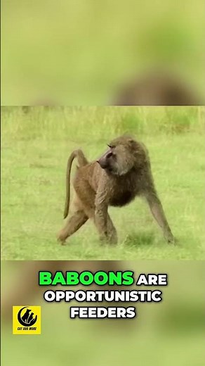 Unlocking Baboon Diet Secrets - Omnivores in Action