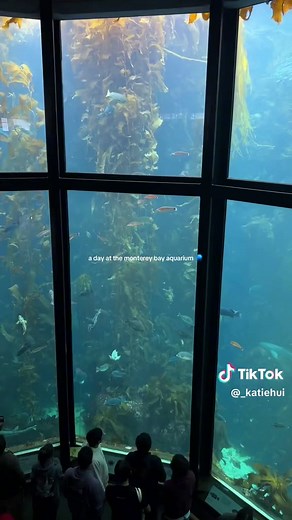 Explore the Wonders of Monterey Bay Aquarium