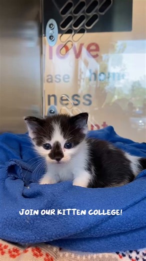 We’re excited to introduce a program dedicated to saving the lives of neonatal kittens - Kitten College! 🎓️ If you’re interested in learning how to help kittens and support our mission of saving lives, this program is for you. Kitten College builds a compassionate, knowledgeable community of animal lovers, caregivers, and professionals all working toward one shared goal: giving every vulnerable kitten the best chance to thrive. This engaging program offers high-quality education, practical reso