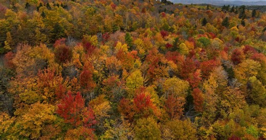 How will the fall foliage look in New England this year?