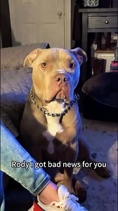 43K views · 1.5K reactions | You can’t tell me dogs don’t understand English  | Animal Memes | Facebook