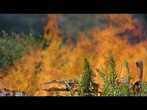 Hot Fire - 4K Realistic Footage - Instant Digital Download