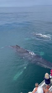 1.5M views · 10K reactions | Scarlet and friend treating us to an...