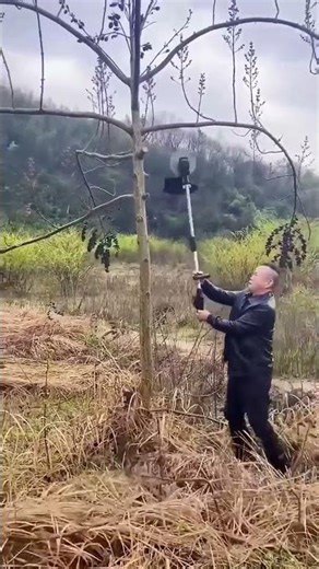 Pruning process of fruit tree top branches