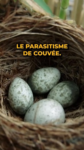 Les coucous piègent les autres oiseaux pour qu'ils élèvent leurs poussins ! Une stratégie brillante, mais assez triste. #nature #oiseau #cultureg | Yann Oubatche