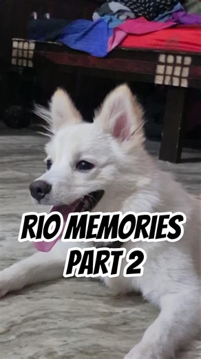Rio Memories part 2 | #shorts #dogvideos #pomeranian