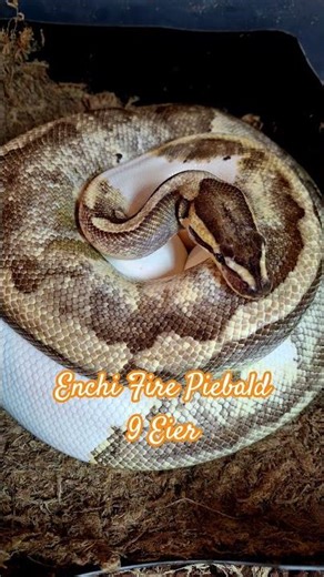 Verpaarung: 1.0 Enchi Pastel Piebald x 0.1 Enchi Fire Piebald ... 9 Eier #ballpython #snake