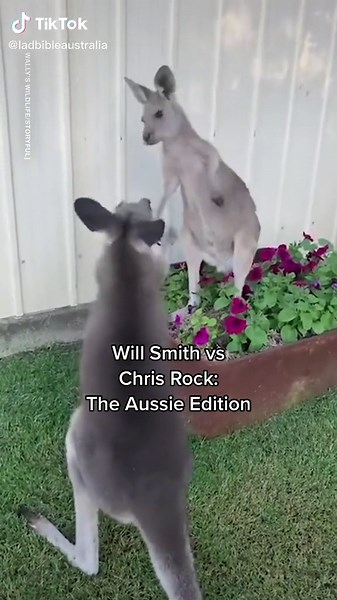 Exploring the Outback: A Kangaroo Encounter in Australia