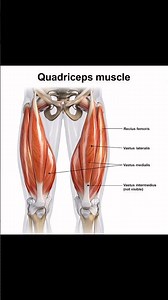 🦵 Quadriceps Muscle – Power of Your LegsThe quadriceps femoris is the strongest muscle.#physiology