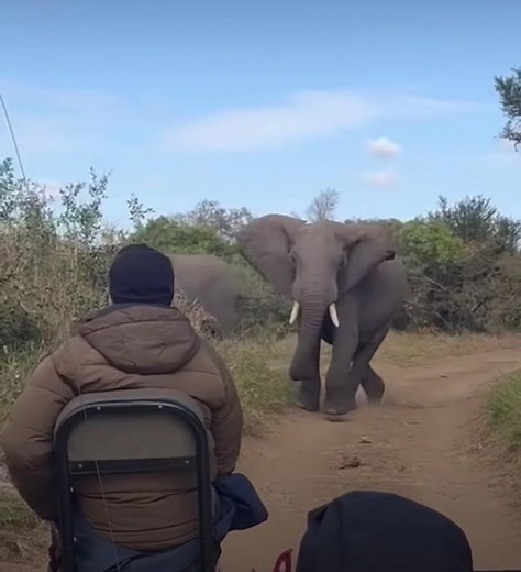 Amazing Elephant Safari: Discover African Wildlife