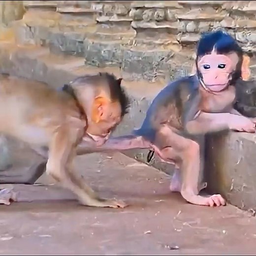 Adorable Reaction! Baby Monkey Surprised While Mama Gives Gentle Care.