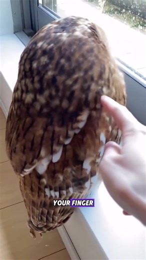 #fyp #knowledge #owl #facts | Owl