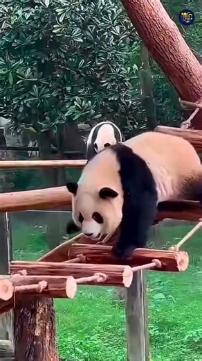 Amazing facts about Panda 🐼