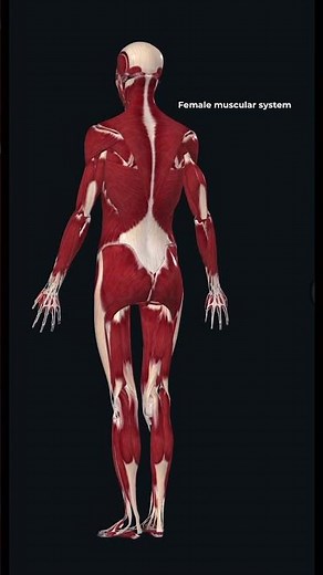 Watch the female muscular system revealed layer by layer — from deep to superficial muscles.