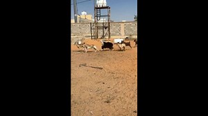 Goats jump over gate, one left confused in Saudi Arabia