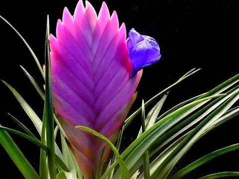 Tillandsia Cyanea
