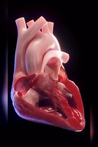 El corazón humano es un órgano muscular que bombea sangre a través del sistema circulatorio. Sus principales características incluyen cuatro cavidades: dos aurículas y dos ventrículos. Funciona mediante un proceso de contracción y relajación llamado ciclo cardíaco, impulsando la sangre rica en oxígeno a los tejidos y llevando la sangre pobre en oxígeno a los pulmones. El ritmo cardíaco es regulado por el sistema nervioso y hormonal, asegurando un flujo sanguíneo constante para mantener la vitali