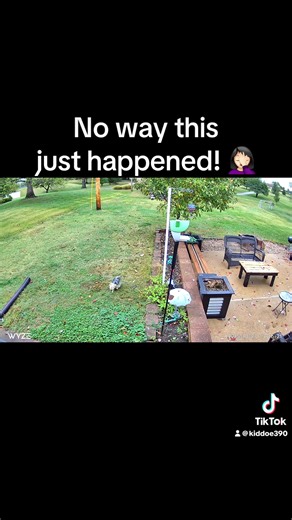 This mockingbird followed by dog into the garage where it was about to attack her before my husband chased it out! Lol 🤦🏻‍♀️ | Kathy Mosley - Becker