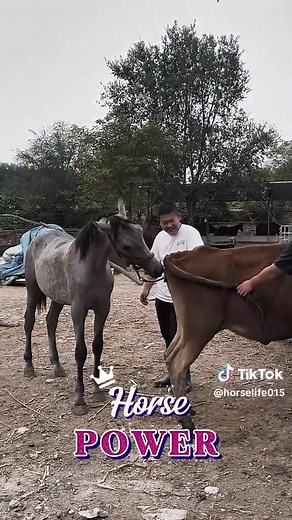 Horse and Donkey Breeding Insights