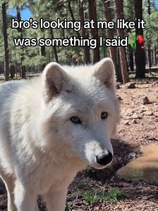 The Surprising Hunting Success of Small Wolf Pairs