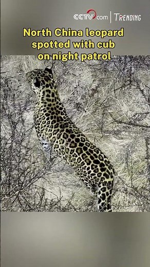 North China leopard spotted with cub on night patrol