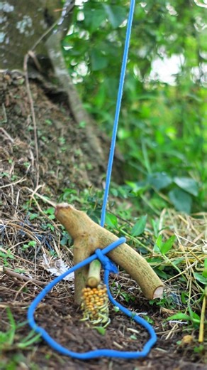 Trap sarvaival outdoor #diy