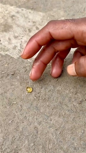 Rahul Thakur on Instagram: "Original Honey 🍯 असली शहद की पहचान #reels #viral #trending #foody #honey"