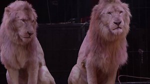 LACEY Fund - all animals can be protected and happy in human care on Reels