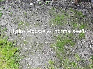 Hydro Mousse result and comparison with normal seeds