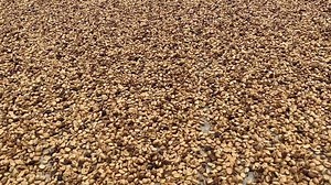 Join us for a free Virtual Kona Coffee Tasting Masterclass 9/12 at 10a HST with Greenwell Farms and learn what makes Kona Coffee so unique, how to get the most from your cup of coffee, and how to evaluate your coffee on a more professional level. Bring a taste of Aloha to your own kitchen and order their Kona coffee sampler pack by Aug 28, and you can follow along and taste from your home as we walk you through the different brews. Check out this short tour of the process that goes on behind the