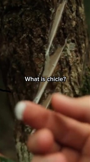 What is chicle?