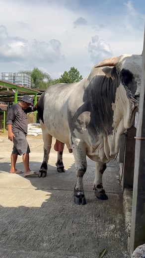 193K views · 3.5K reactions | Sapi raksasa #sapi #cow #bull | Revan Dolan Kandang | Facebook