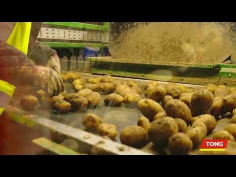 Optical potato sorting and grading line including Downs optical sorter | Turnkey Tong Potato System