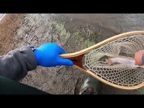 FLY FISHING FOR RAINBOWS