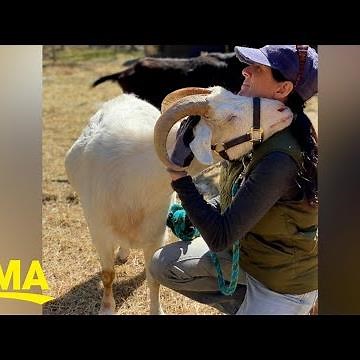 Goat wandered into woman’s driveway from nowhere… and so she started a goat sanctuary l GMA Digital