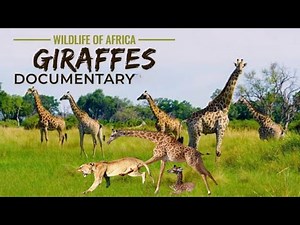 Giraffes: The Forgotten Giants | FULL Documentary | wildlife of Africa