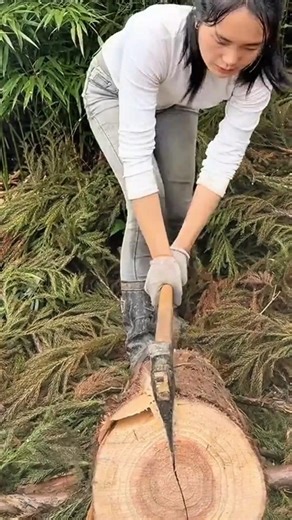 splitting a large wood log into two pieces using a manual hand axe tool for firewood and materials